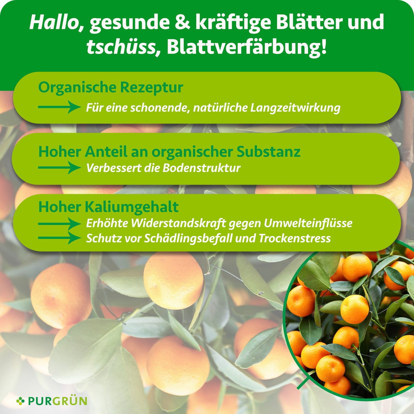 Bio-Zitrusdünger 1 Liter