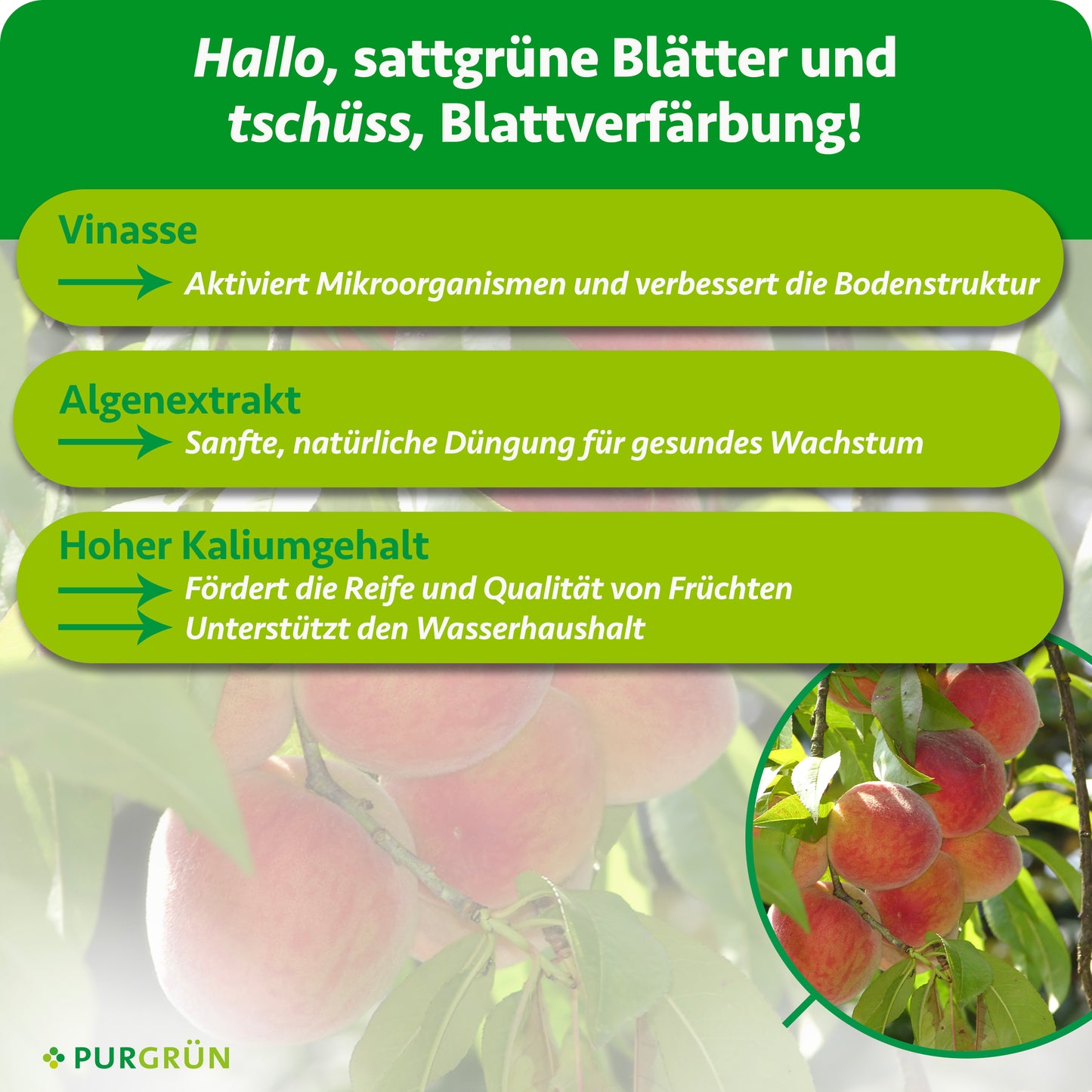 Bio-Zwergpfirsich-Dünger 1 Liter