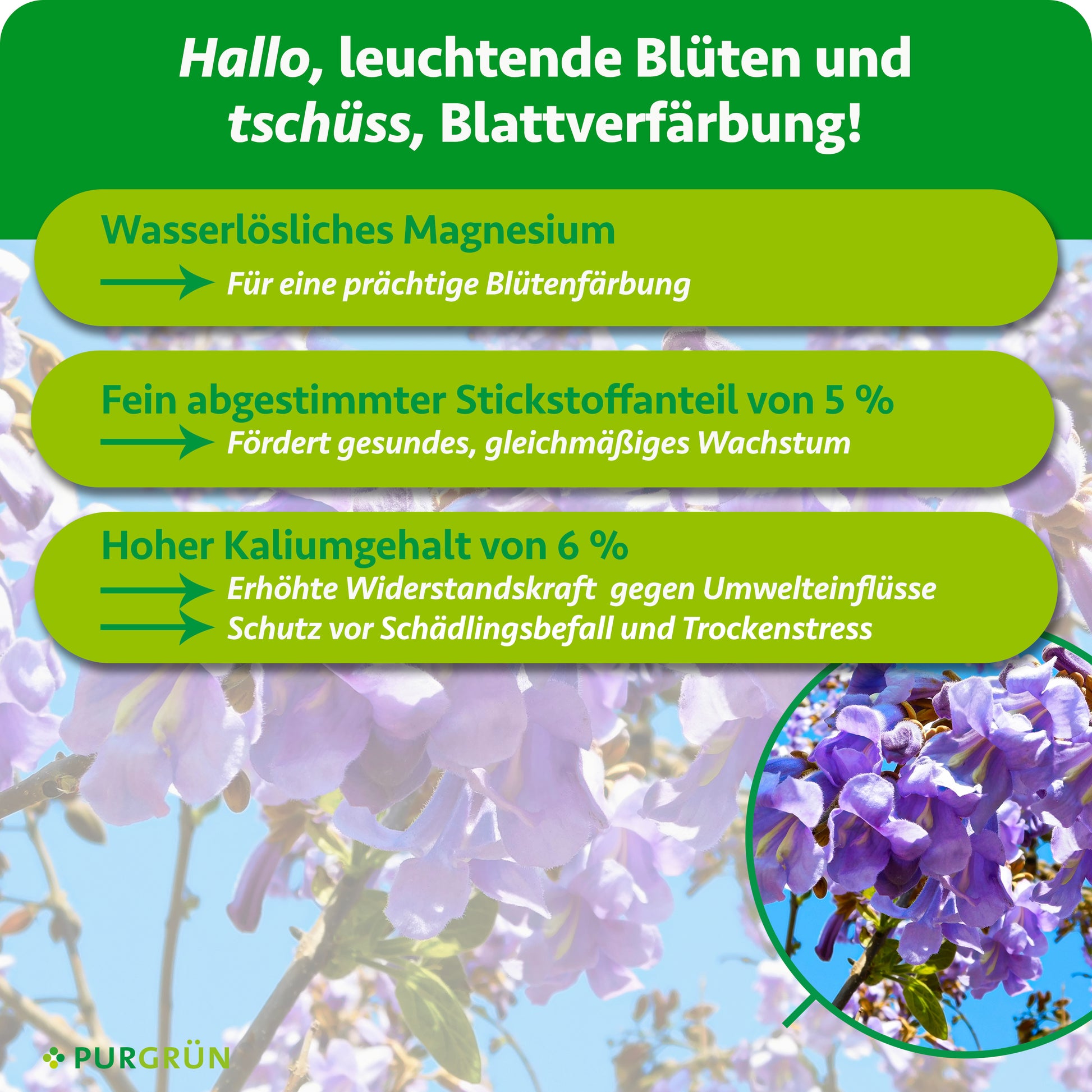 Infografik mit lila Blüten, drei grünen Tafeln zum Pflanzendünger „Blauglockenbaum-Dünger 1 kg“ von Purgrün – organisch-mineralisch für optimales Wachstum. Überschrift: „Hallo, leuchtende Blüten und tschüss, Blattverfärbung!“.