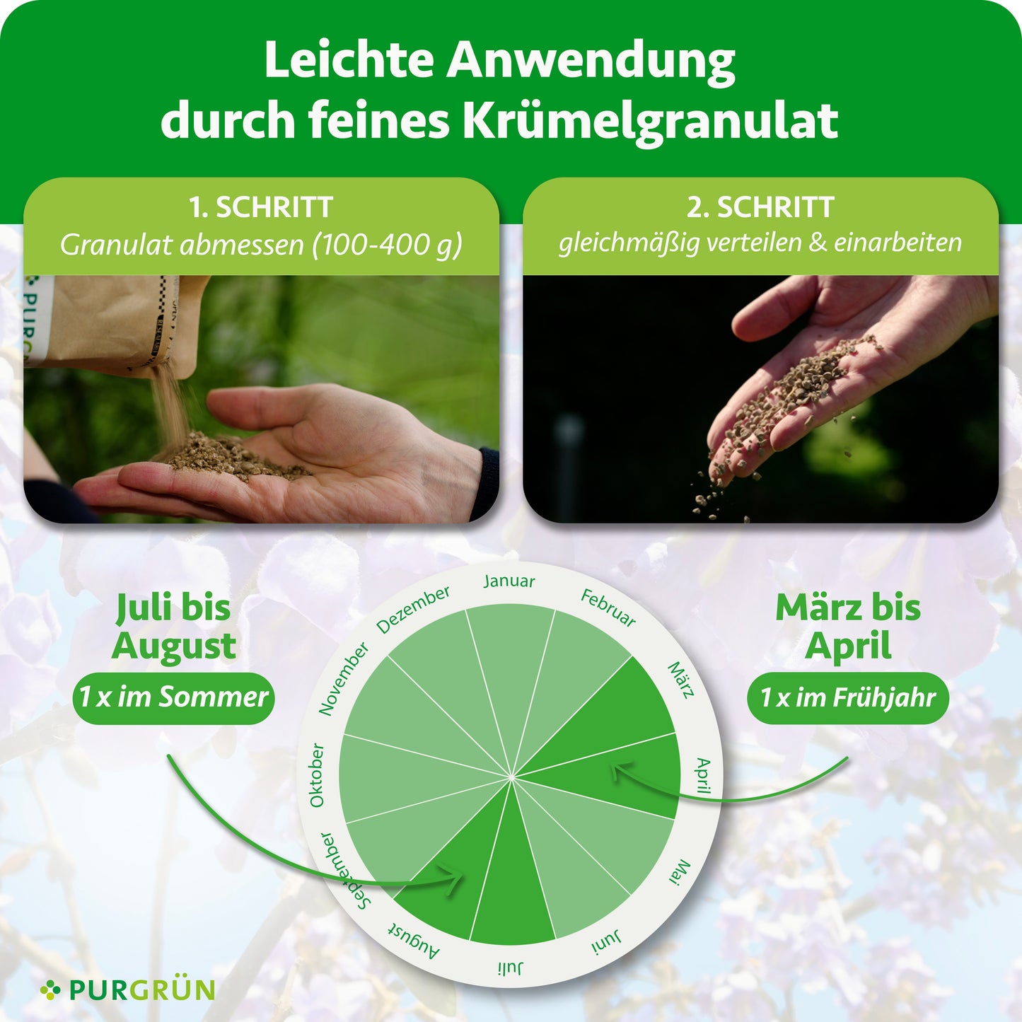 Eine Hand schüttet 1 kg Purgrün Blauglockenbaum-Dünger aus einem Sack, während eine andere ihn auf den Boden streut. Ein kreisförmiger Kalender zeigt die Anwendungszeiten im März/April (Frühling) und Juli/August (Sommer) an. Die Anleitung finden Sie oben.