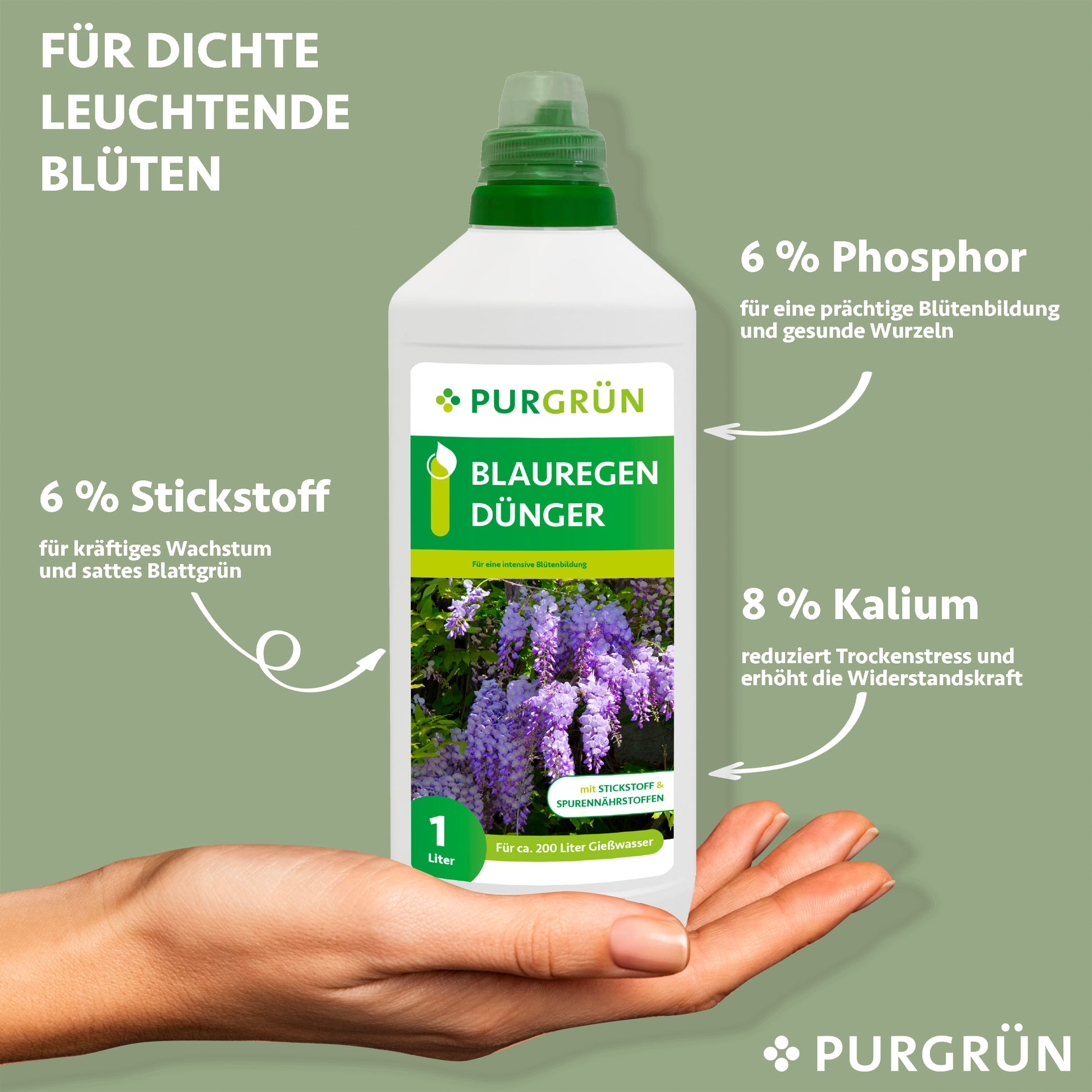 Eine Hand hält eine Flasche Purgrün Blauregen-Dünger 1 Liter, der mit 6 % Stickstoff, 6 % Phosphor und 8 % Kalium für kräftige Blüten, gesunde Wurzeln und robuste Pflanzen sorgt - ideal für das Gedeihen von Glyzinien.