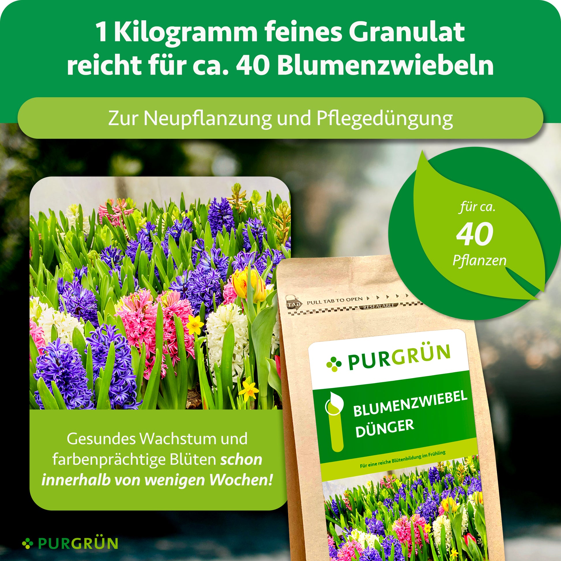 frühlingsblumenzwiebeln aufbewahren Purgrün Blumenzwiebel-Dünger 1 kg