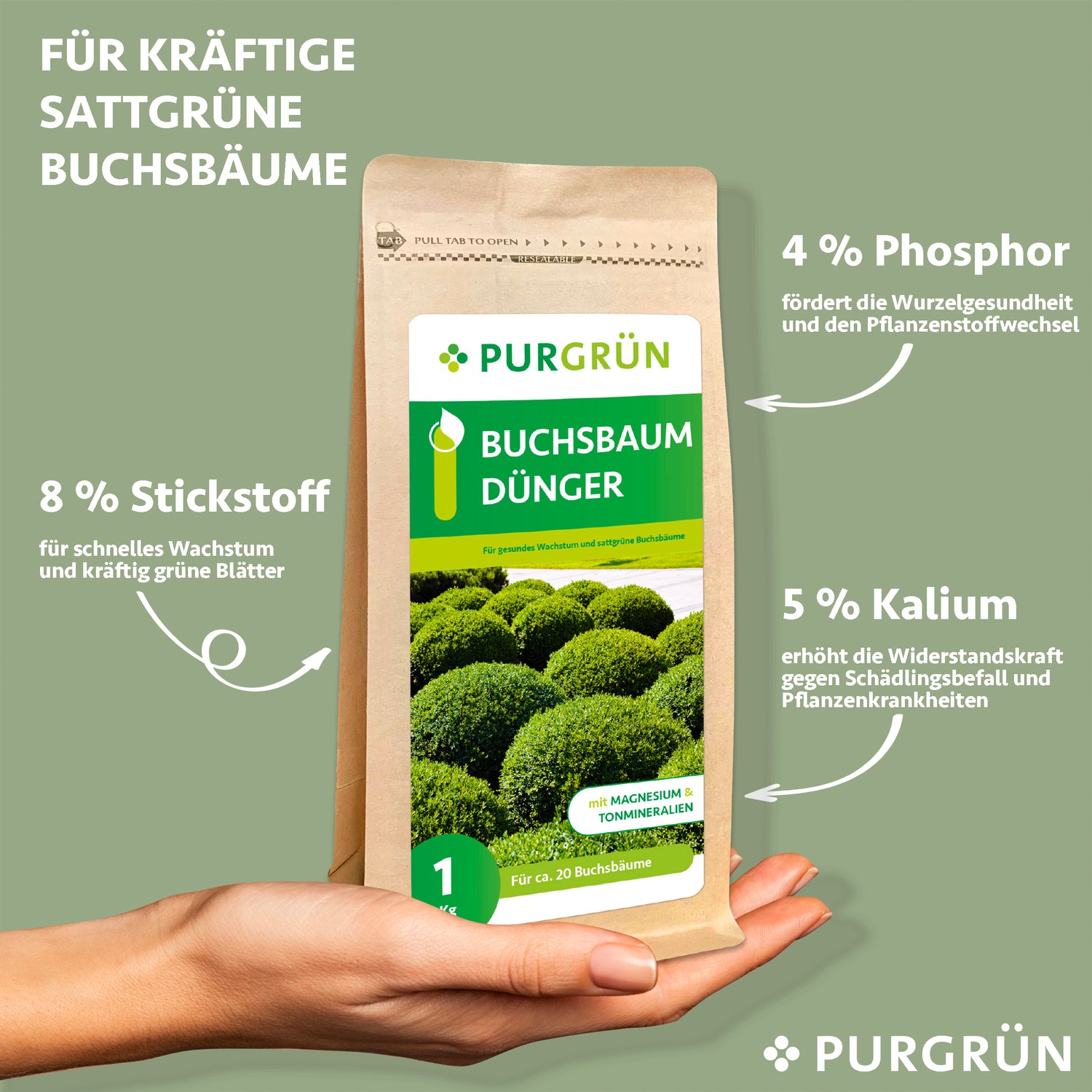 Eine Hand hält eine 1-kg-Packung Purgrün Buchsbaumdünger. Der Text hebt die organisch-mineralische Formel hervor: 8 % Stickstoff, 4 % Phosphor und 5 % Kalium für gesunde Buchsbäume. Grüne Grafiken und gesunde Buchsbäume sind abgebildet.