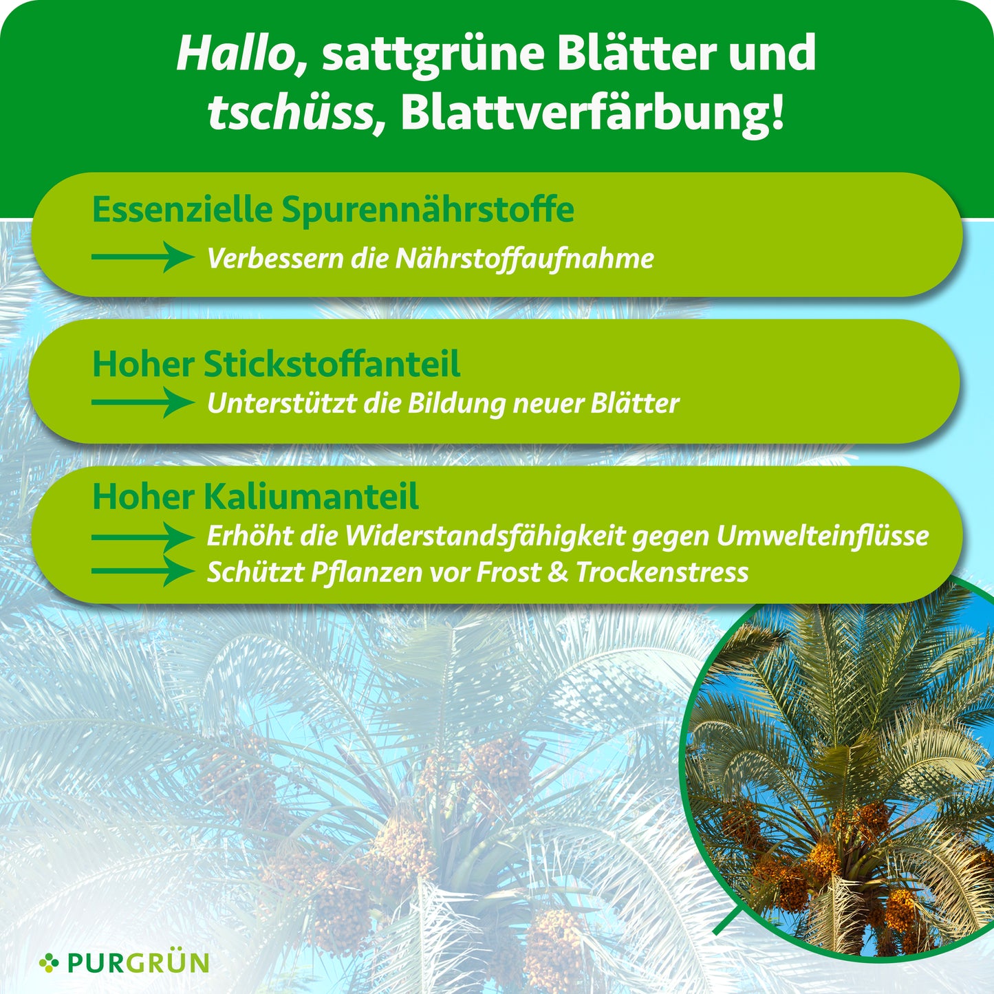 Dattelpalme-Dünger 1 Liter