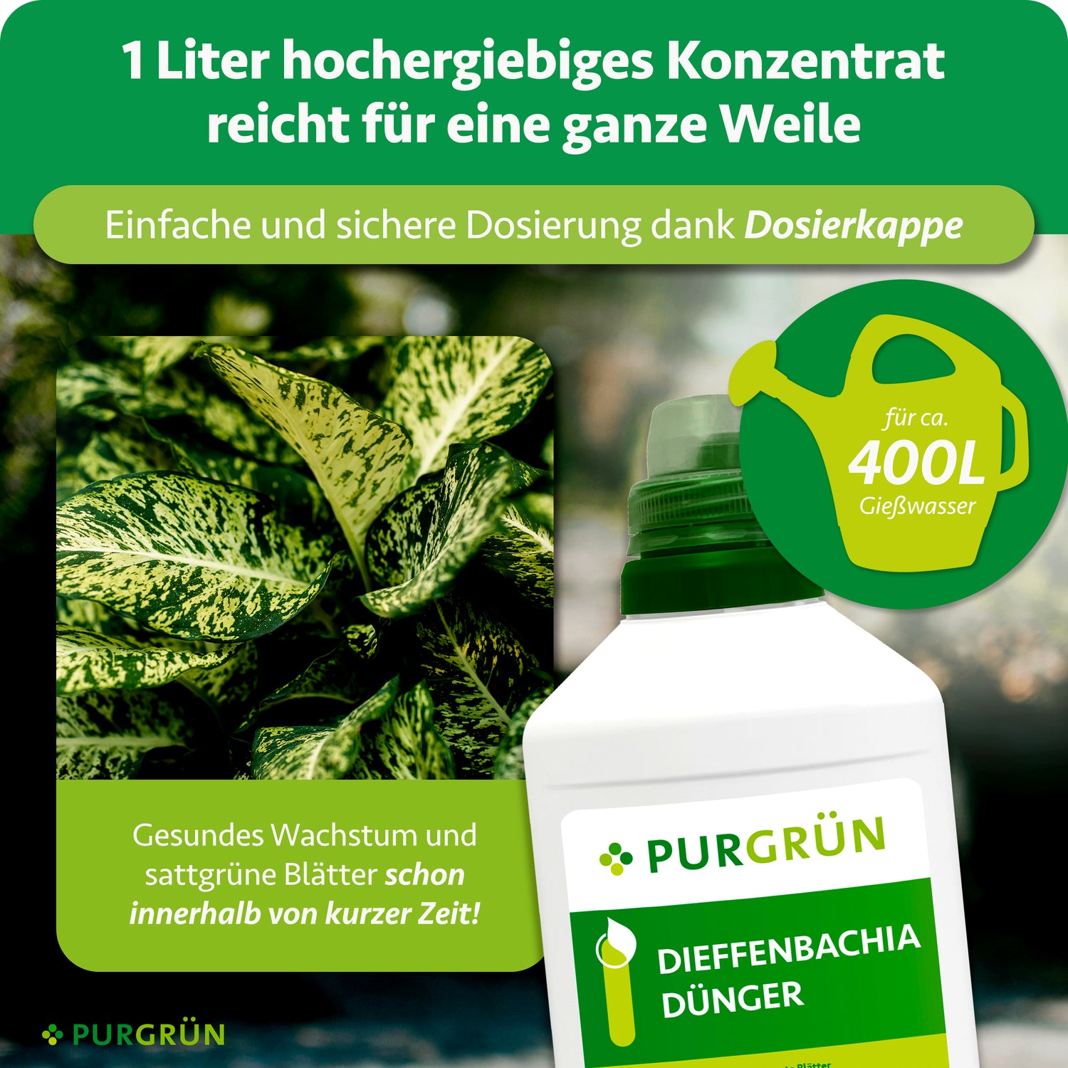 dieffenbachia blätter tropfen Purgrün Dieffenbachia-Dünger 1 Liter