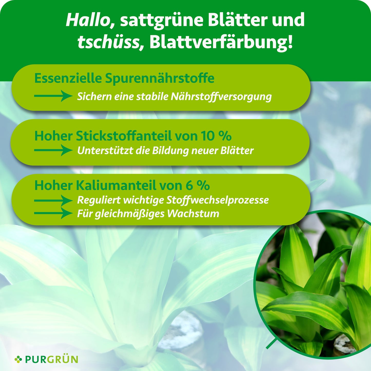 Drachenbaum-Dünger 1 Liter
