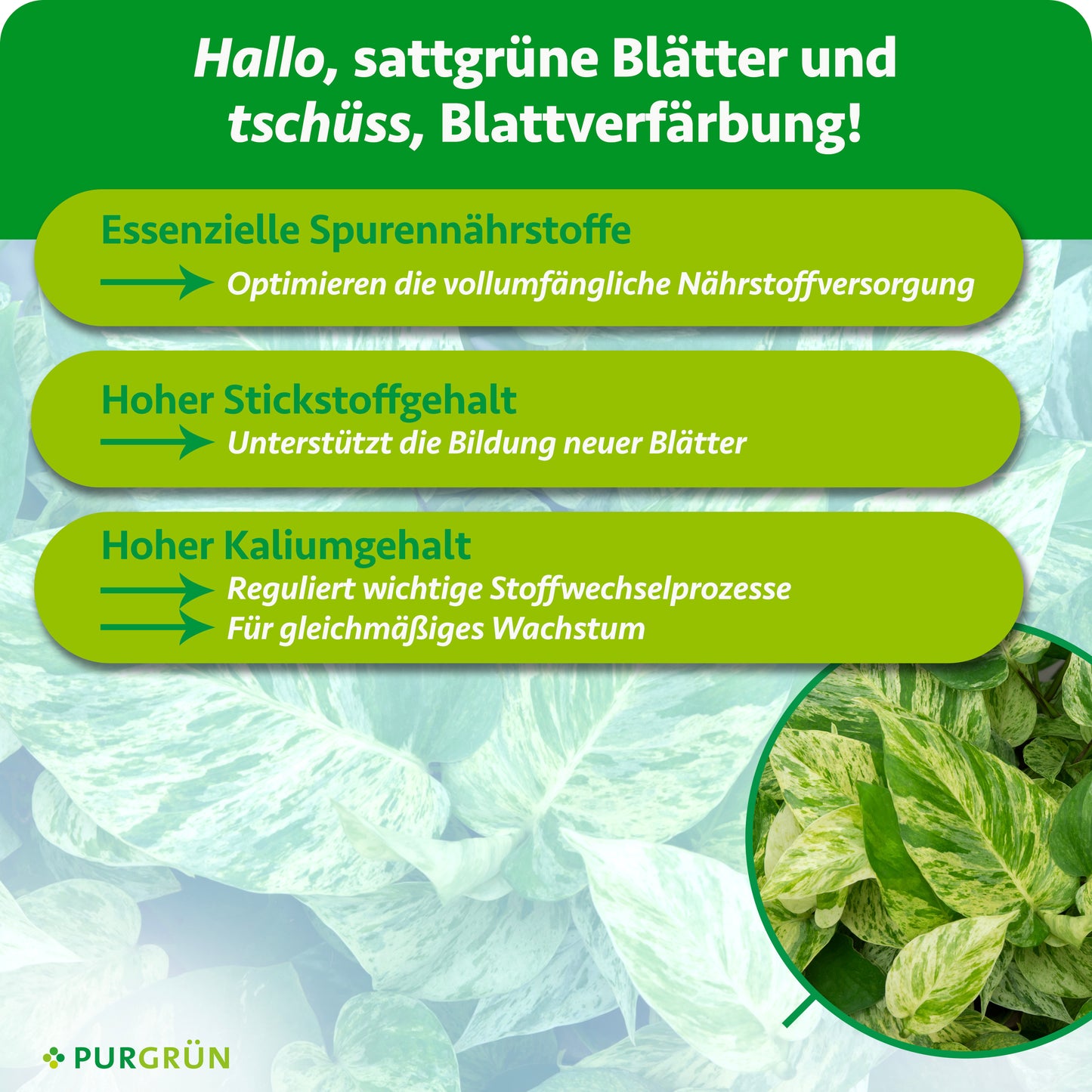 Efeututen-Dünger 1 Liter