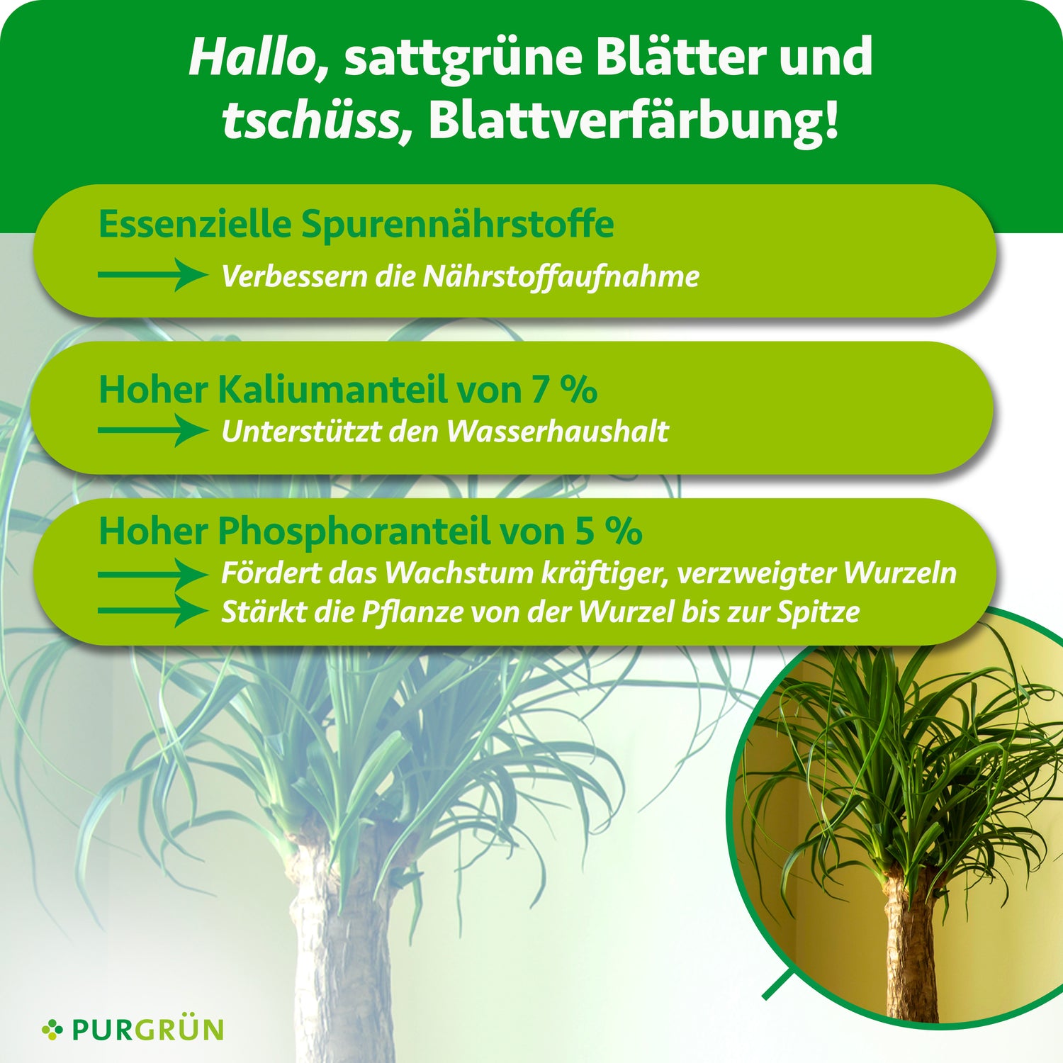 Purgrün Elefantenfuß-Dünger 1 Liter