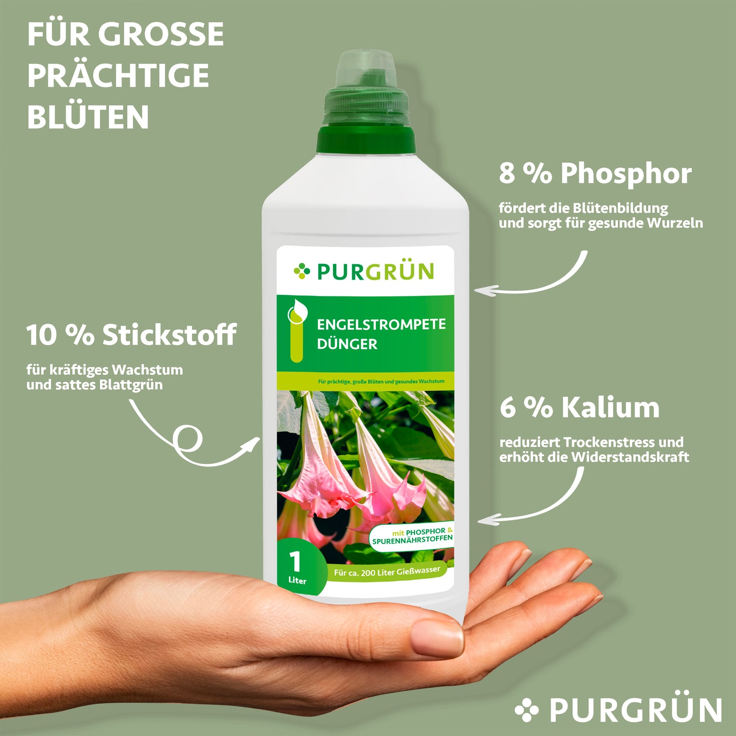 Eine Hand hält eine Flasche Purgrün Engelstrompete-Dünger 1 Liter mit 10 % Stickstoff für üppiges Laub, 8 % Phosphor zur Förderung der Engelstrompetenblüte und 6 % Kalium für die Widerstandsfähigkeit und Trockenheitstoleranz der Pflanze.