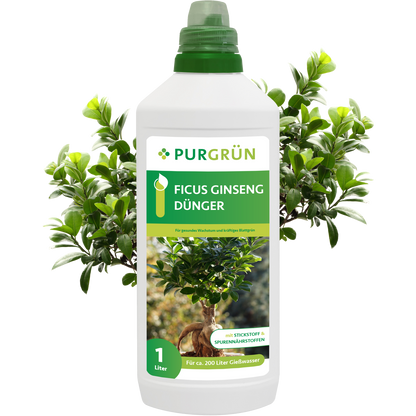 Eine 1-Liter-Flasche Purgrün Ficus-Ginseng-Dünger steht vor einer grünen Ficus-Pflanze. Die weiße Flasche mit grüner Beschriftung ist mit einer deutschen Anleitung versehen und eignet sich somit ideal als Zimmerpflanzen-Dünger.