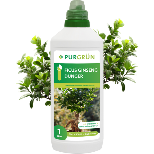 Eine 1-Liter-Flasche Purgrün Ficus-Ginseng-Dünger steht vor einer grünen Ficus-Pflanze. Die weiße Flasche mit grüner Beschriftung ist mit einer deutschen Anleitung versehen und eignet sich somit ideal als Zimmerpflanzen-Dünger.