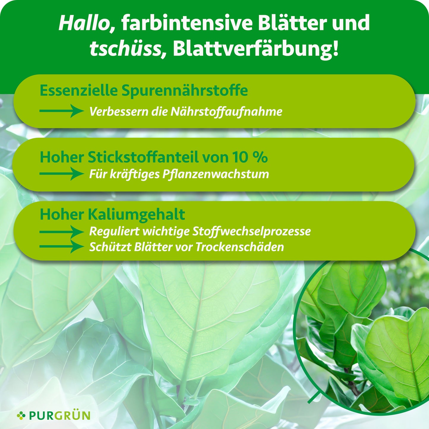 Geigenfeige-Dünger 1 Liter