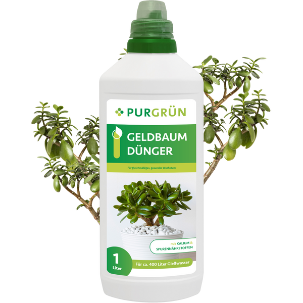 Der Purgrün Geldbaum-Dünger 1 Liter verfügt über einen grünen Verschluss und ein Etikett mit einer Jadepflanze, die die Nährstoffversorgung und Spurenelemente hervorhebt. Geeignet für ca. 400 Liter Gießwasser.