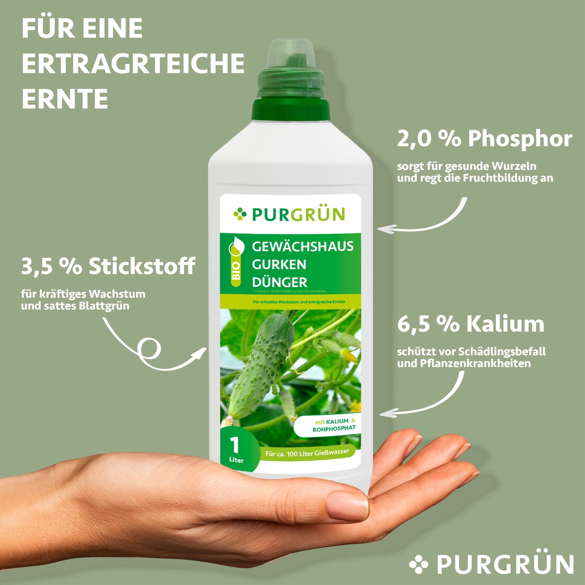 Eine Hand hält eine 1-Liter-Flasche Purgrün Bio-Gewächshausgurken-Dünger. Auf dem Etikett sind Gurken und Nährwerte angegeben: 3,5 % Stickstoff, 2,0 % Phosphor und 6,5 % Kalium – perfekt für Gewächshausgurken und gesunde Ernten.
