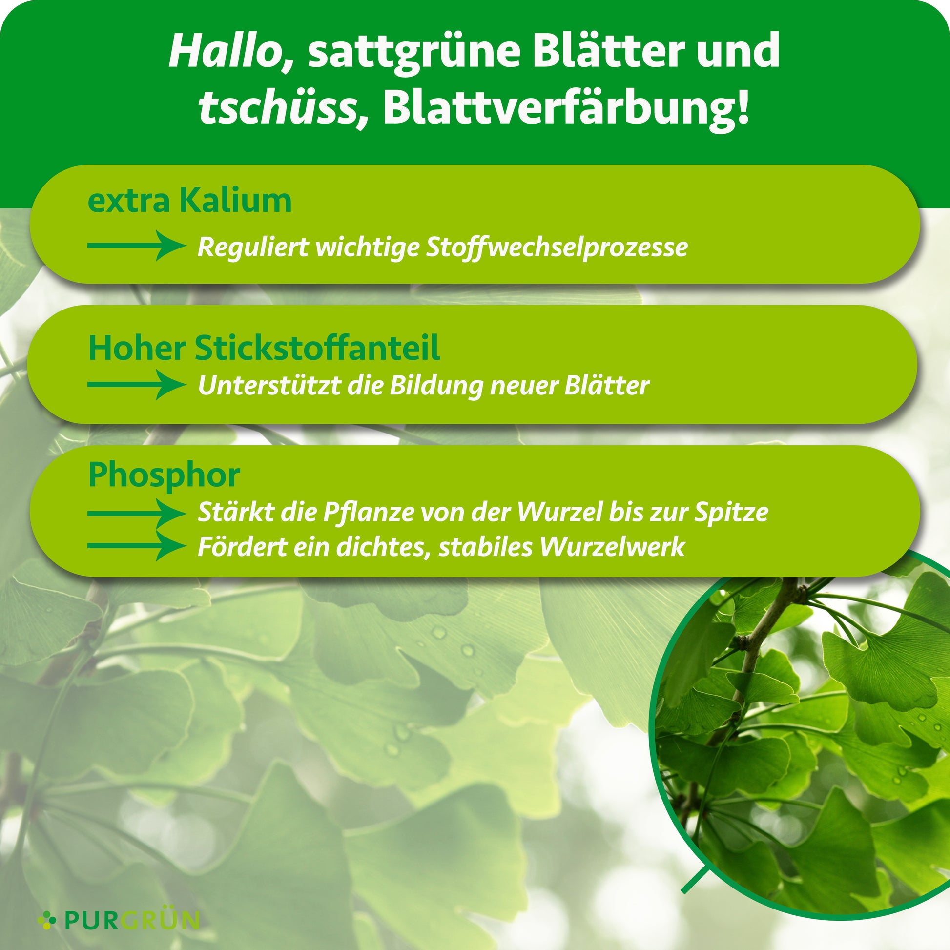 Purgrün Ginkgo-Dünger 1 kg