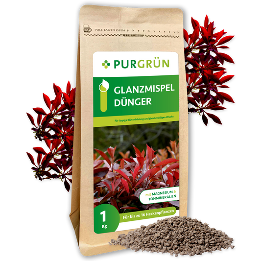 Ein 1 kg schwerer brauner Beutel Purgrün Glanzmispel-Dünger trägt ein grünes Etikett mit rotblättrigen Pflanzen und einem Granulatdünger, der Magnesium und Spurenelemente hervorhebt.