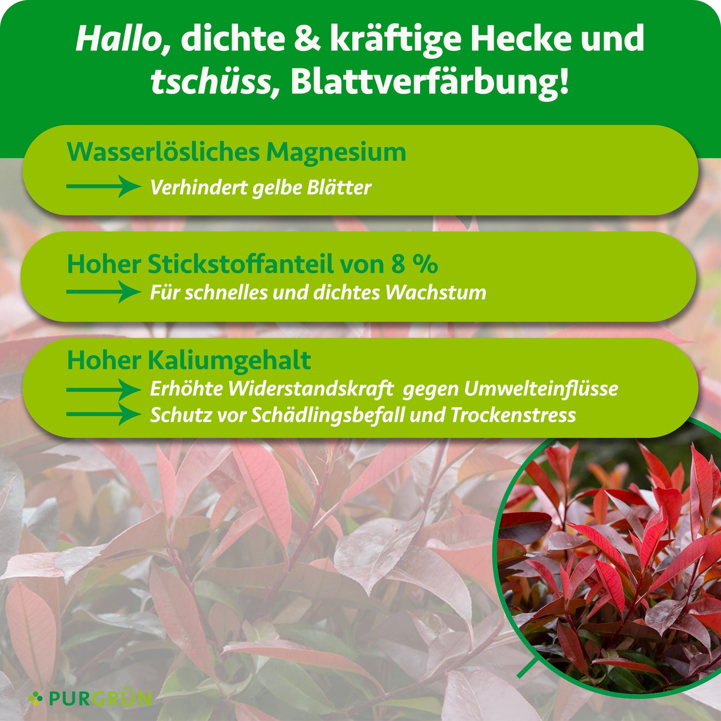 Infografik mit roten und grünen Blättern im Hintergrund. Drei grüne Textfelder zeigen die Vorteile von Purgrün Glanzmispel-Dünger 1 kg: Magnesium verhindert Gelbfärbung, Stickstoff fördert Wachstum, Kalium stärkt die Pflanze.