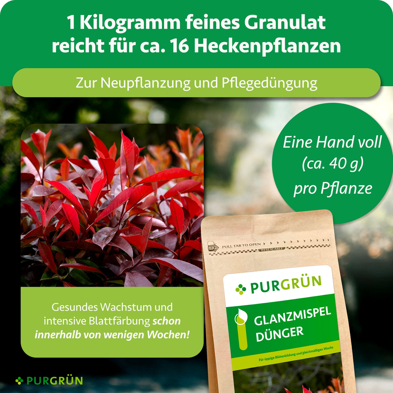Abgebildet ist eine Purgrün Glanzmispel-Dünger 1 kg Packung mit leuchtenden Photinia-Blättern. Der organisch-mineralische Dünger fördert ein gesundes Wachstum - 1 kg reicht für etwa 16 Pflanzen bei Verwendung einer Handvoll (40 g) pro Pflanze.