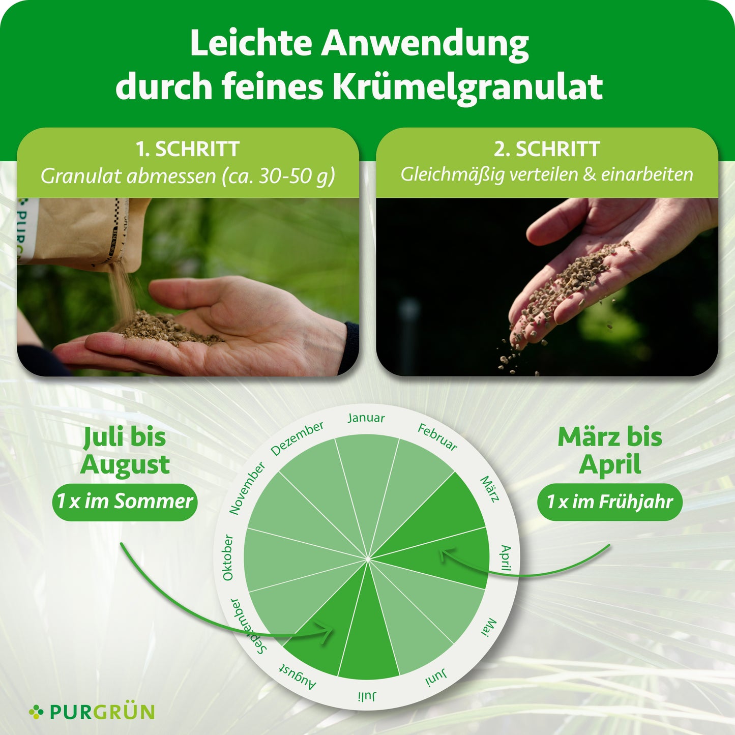 Eine Hand trägt Purgrün Glanzmispel-Dünger 1 kg Granulat auf. Unten zeigt ein kreisförmiger Kalender die empfohlene Anwendung: den organisch-mineralischen Dünger einmal im Frühjahr (März-April) und erneut im Sommer (Juli-August) ausbringen.