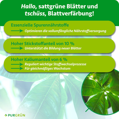 dünger glückskastanie Purgrün Glückskastanie-Dünger 1 Liter