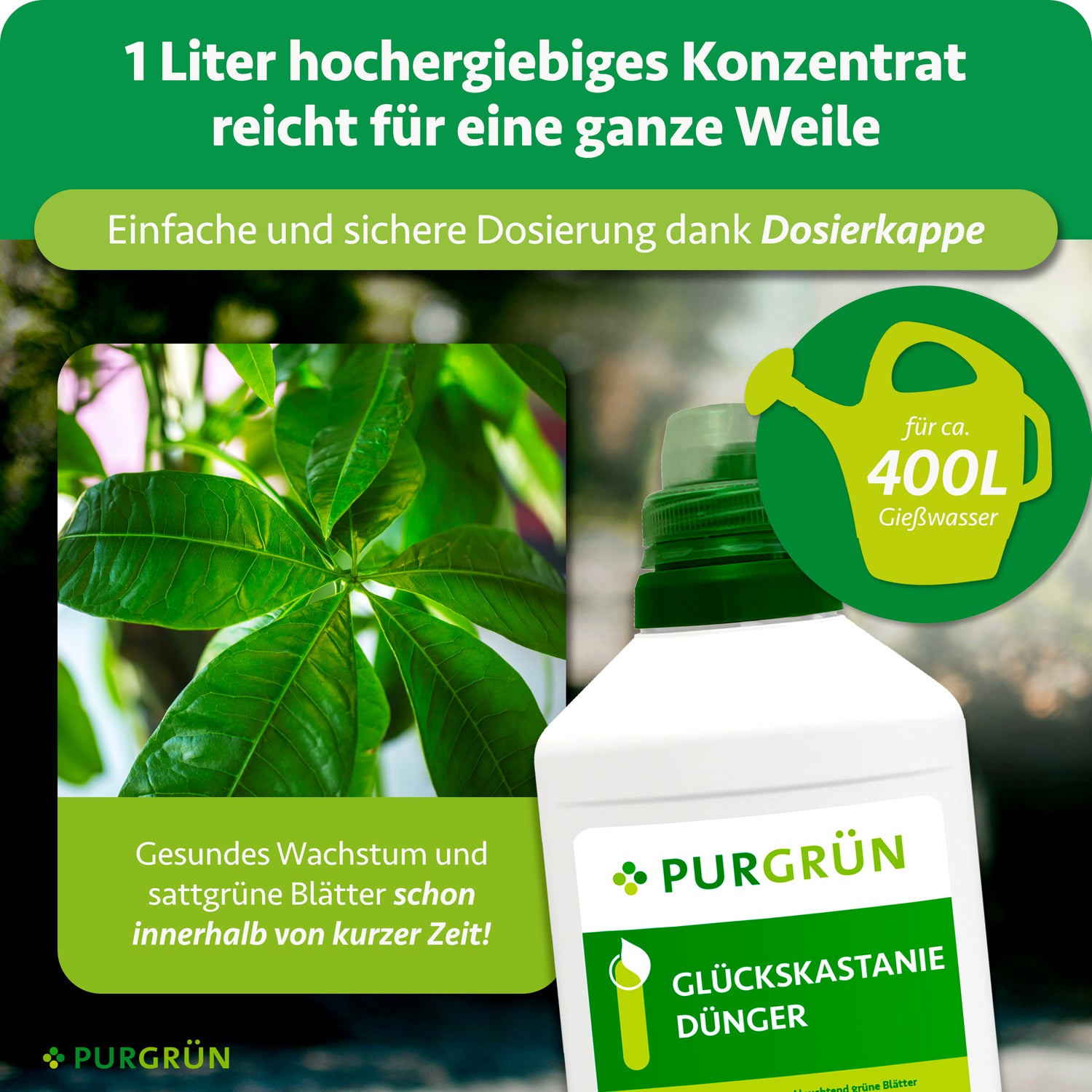 Purgrün Glückskastanie-Dünger 1 Liter