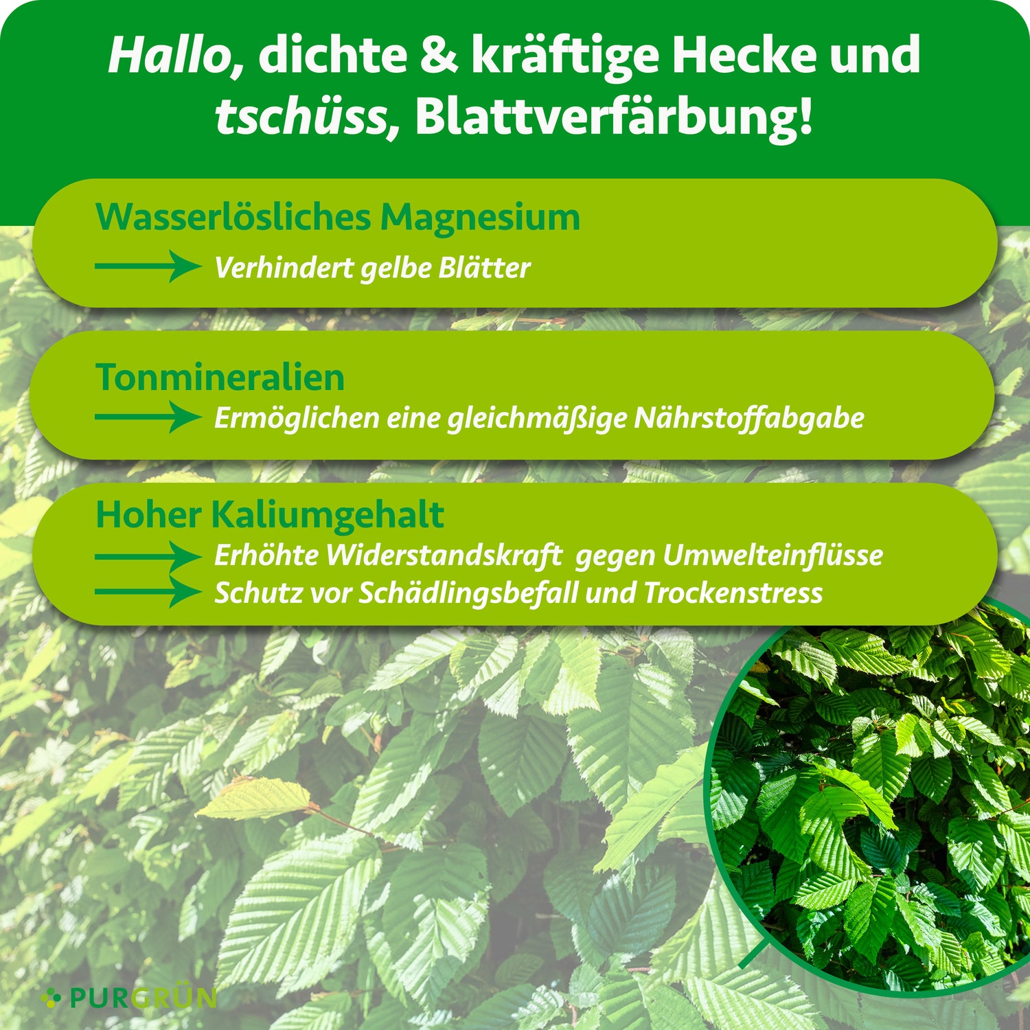 Purgrün Hainbuchenhecke-Dünger 1 kg