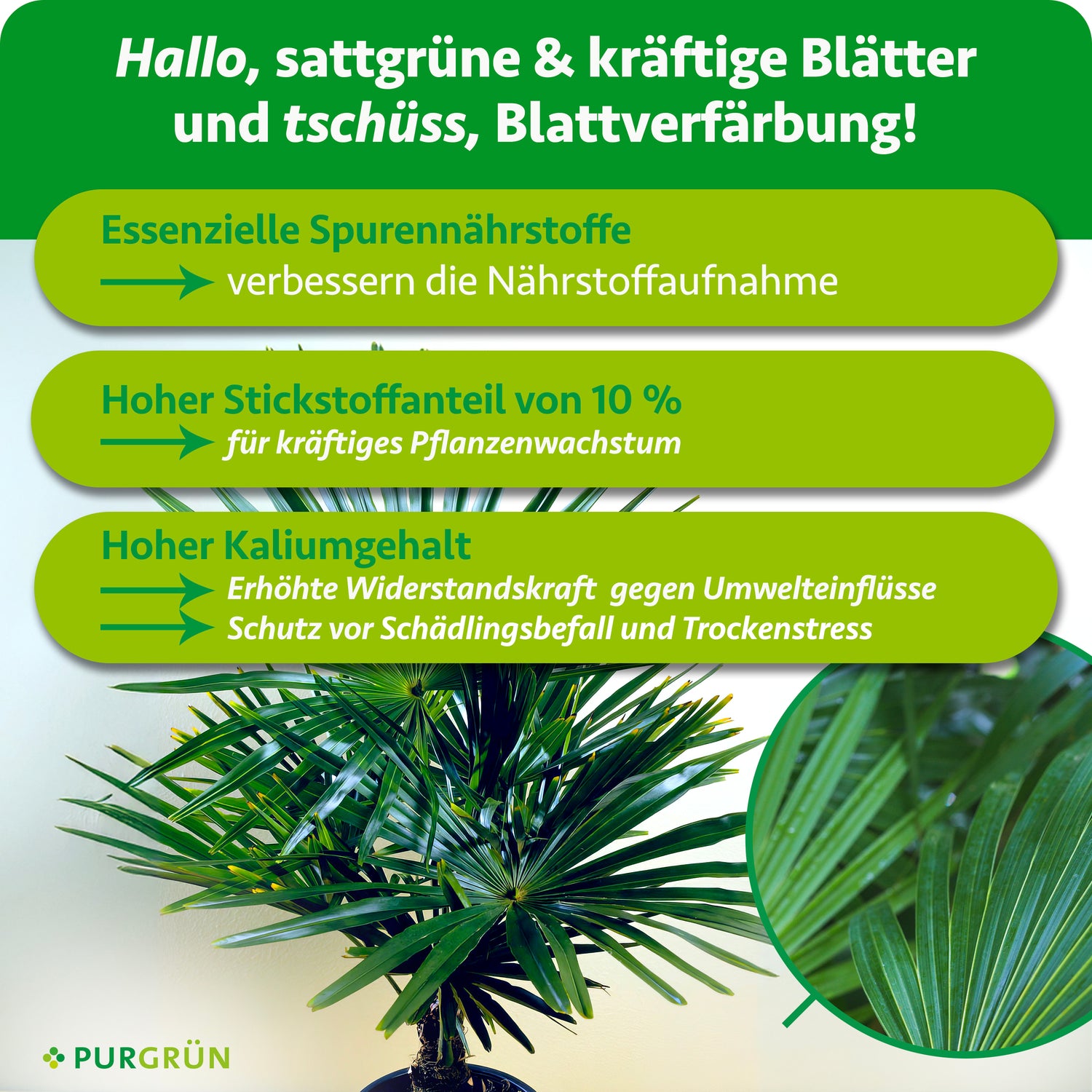 Purgrün Hanfpalmen-Dünger 1 Liter