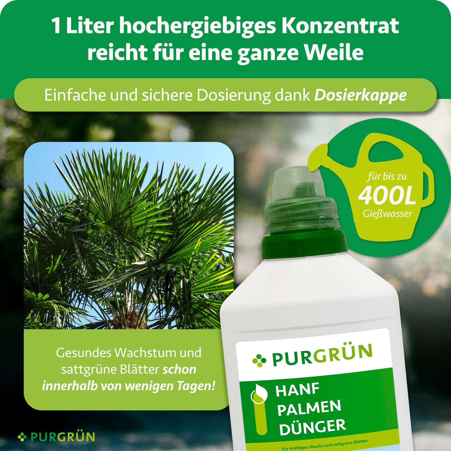 Eine Flasche Purgrün Hanfpalmen-Dünger (1 Liter) steht neben einer Palme. Der Text hebt den hohen Stickstoffgehalt hervor. 1 Liter ergibt bis zu 400 Liter Gießlösung und sorgt innerhalb weniger Tage für üppige, gesunde Palmblätter.