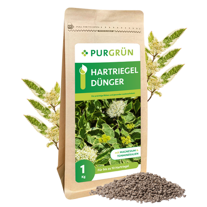Abgebildet ist ein 1 kg-Sack Purgrün Hartriegel-Dünger mit grünem Etikett, Abbildungen von blühenden Pflanzen und gräulichem Granulat. Blätter und weiße Blüten im Hintergrund unterstreichen die Unterstützung einer gesunden Blattentwicklung.