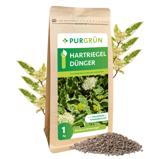 Abgebildet ist ein 1 kg-Sack Purgrün Hartriegel-Dünger mit grünem Etikett, Abbildungen von blühenden Pflanzen und gräulichem Granulat. Blätter und weiße Blüten im Hintergrund unterstreichen die Unterstützung einer gesunden Blattentwicklung.