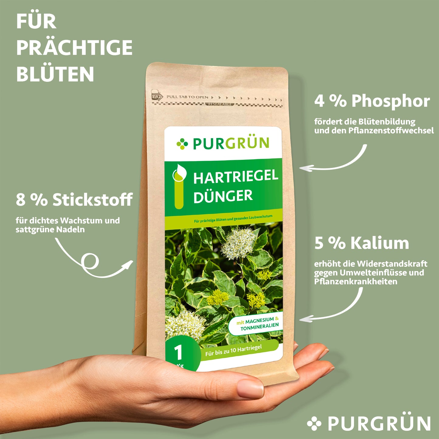 Eine Hand hält einen Purgrün Hartriegel-Dünger 1 kg Beutel vor einem grünen Hintergrund. Der Text hebt die üppige Blüte, die bessere Blattentwicklung und die wichtigsten Nährstoffe hervor: 8% Stickstoff, 4% Phosphor und 5% Kalium.