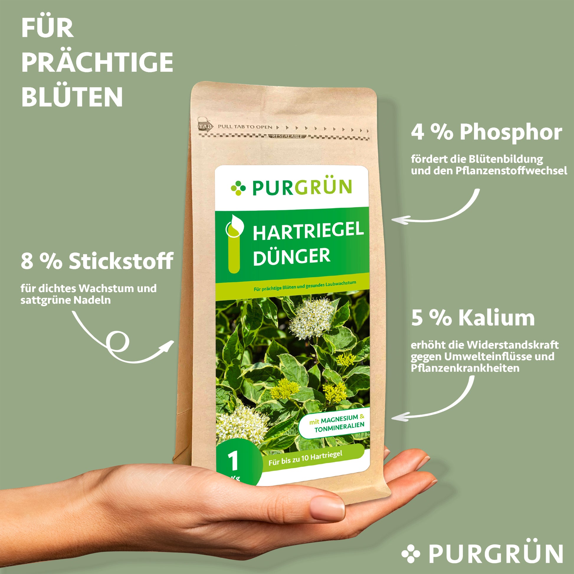 Eine Hand hält einen Purgrün Hartriegel-Dünger 1 kg Beutel vor einem grünen Hintergrund. Der Text hebt die üppige Blüte, die bessere Blattentwicklung und die wichtigsten Nährstoffe hervor: 8% Stickstoff, 4% Phosphor und 5% Kalium.