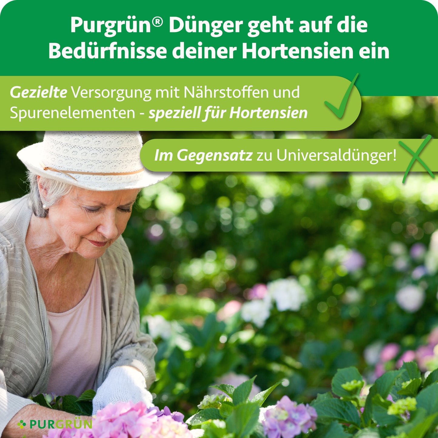 Ältere Frau mit Hut pflegt blühende Hortensien. Purgrün Hortensiendünger 1 Liter versorgt Ihre Hortensien gezielt mit Nährstoffen und Spurenelementen - optimal abgestimmt für prachtvolle Blüten.