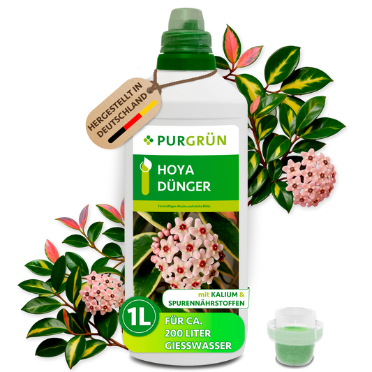Purgrün Hoya-Dünger in der 1-Liter-Flasche mit Dosierkappe, umgeben von Hoya-Blüten und Blättern, mit Anhänger „Hergestellt in Deutschland“.