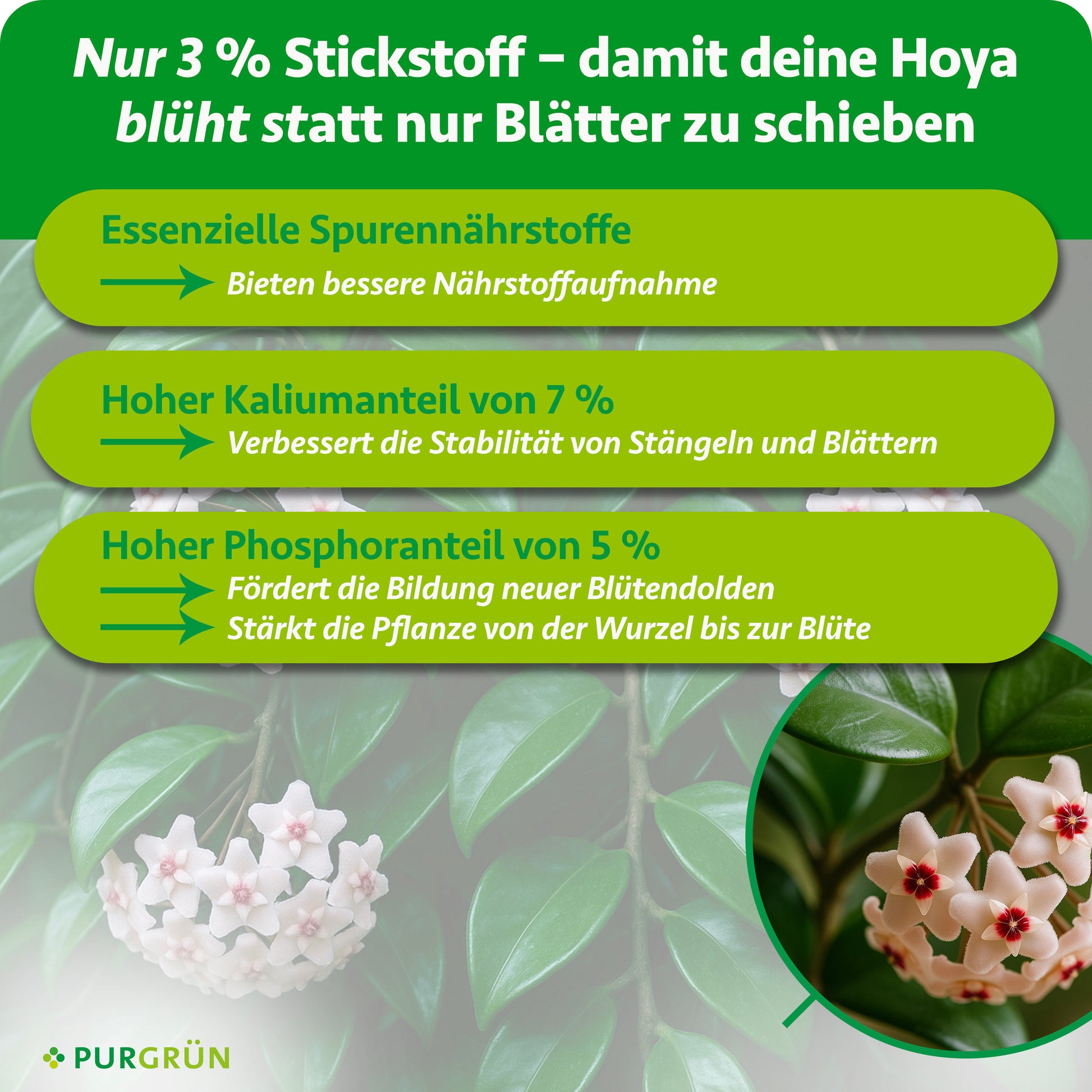 Nur 3 % Stickstoff, damit die Hoya blüht statt nur Blätter zu schieben; 7 % Kalium und 5 % Phosphor unterstützen Blütenansatz und Widerstandskraft.