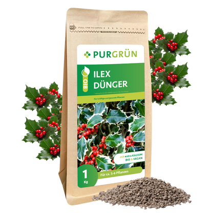 Auf einer braunen Papiertüte mit der Aufschrift "Purgrün Bio-Ilex-Dünger 1 kg" sind Stechpalmenblätter und rote Beeren abgebildet, dahinter Stechpalmenzweige und davor ein kleiner Haufen körniger Dünger.