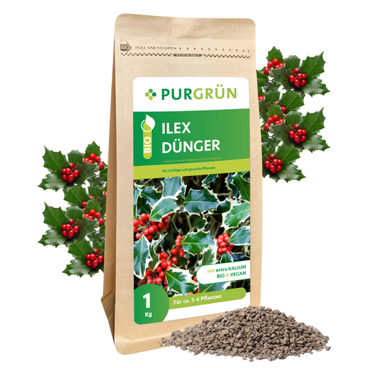 Auf einer braunen Papiertüte mit der Aufschrift "Purgrün Bio-Ilex-Dünger 1 kg" sind Stechpalmenblätter und rote Beeren abgebildet, dahinter Stechpalmenzweige und davor ein kleiner Haufen körniger Dünger.