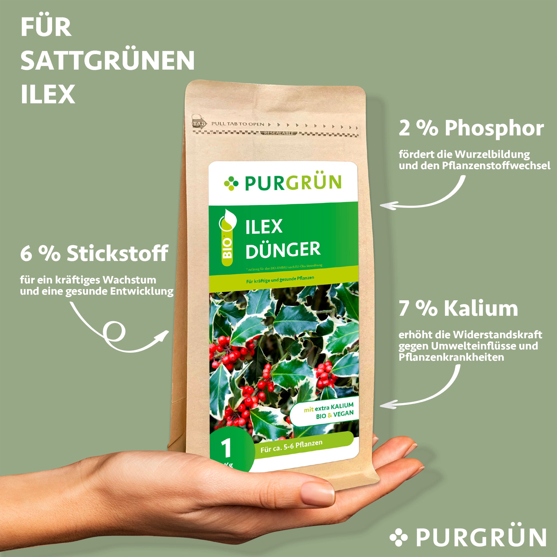 Eine Hand hält eine Packung Purgrün Bio-Ilex-Dünger 1 kg. Text-Highlights: 6 % Stickstoff für das Wachstum, 2 % Phosphor für die Wurzelstärke und 7 % Kalium zur Stärkung der Widerstandskraft gegen Krankheiten und Stress.