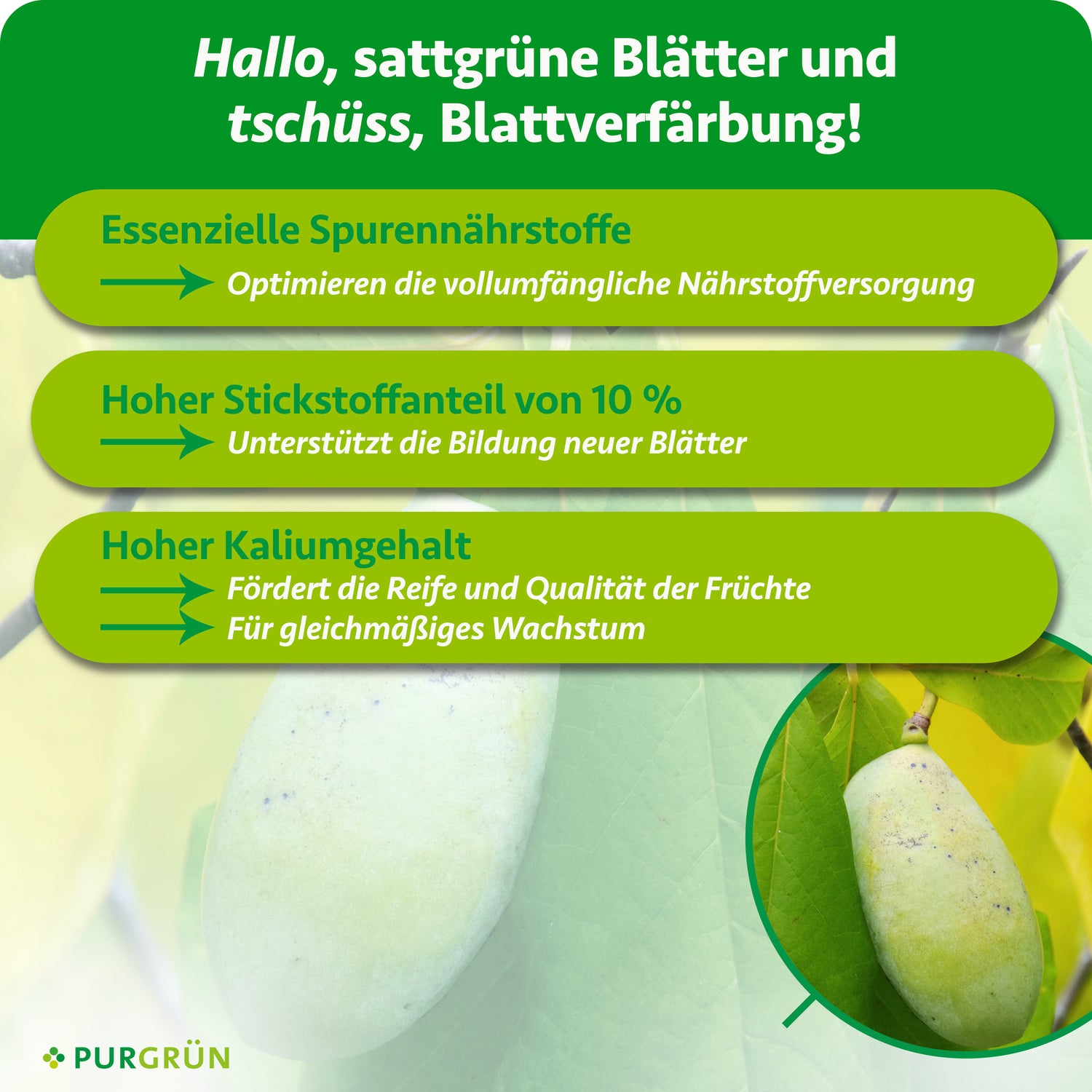 Purgrün Indianerbanane-Dünger 1 Liter