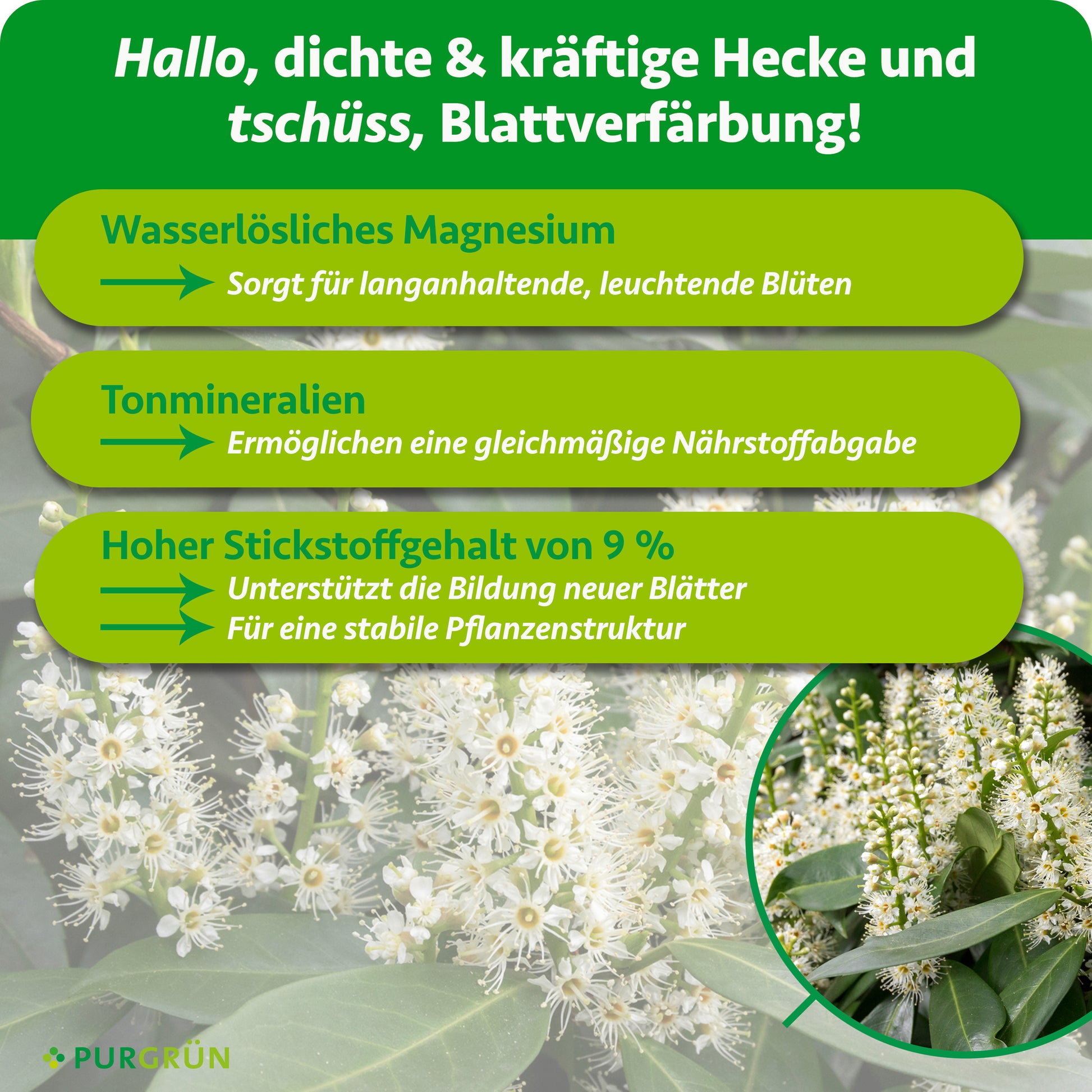 Purgrün Kirschlorbeer-Dünger 1 kg