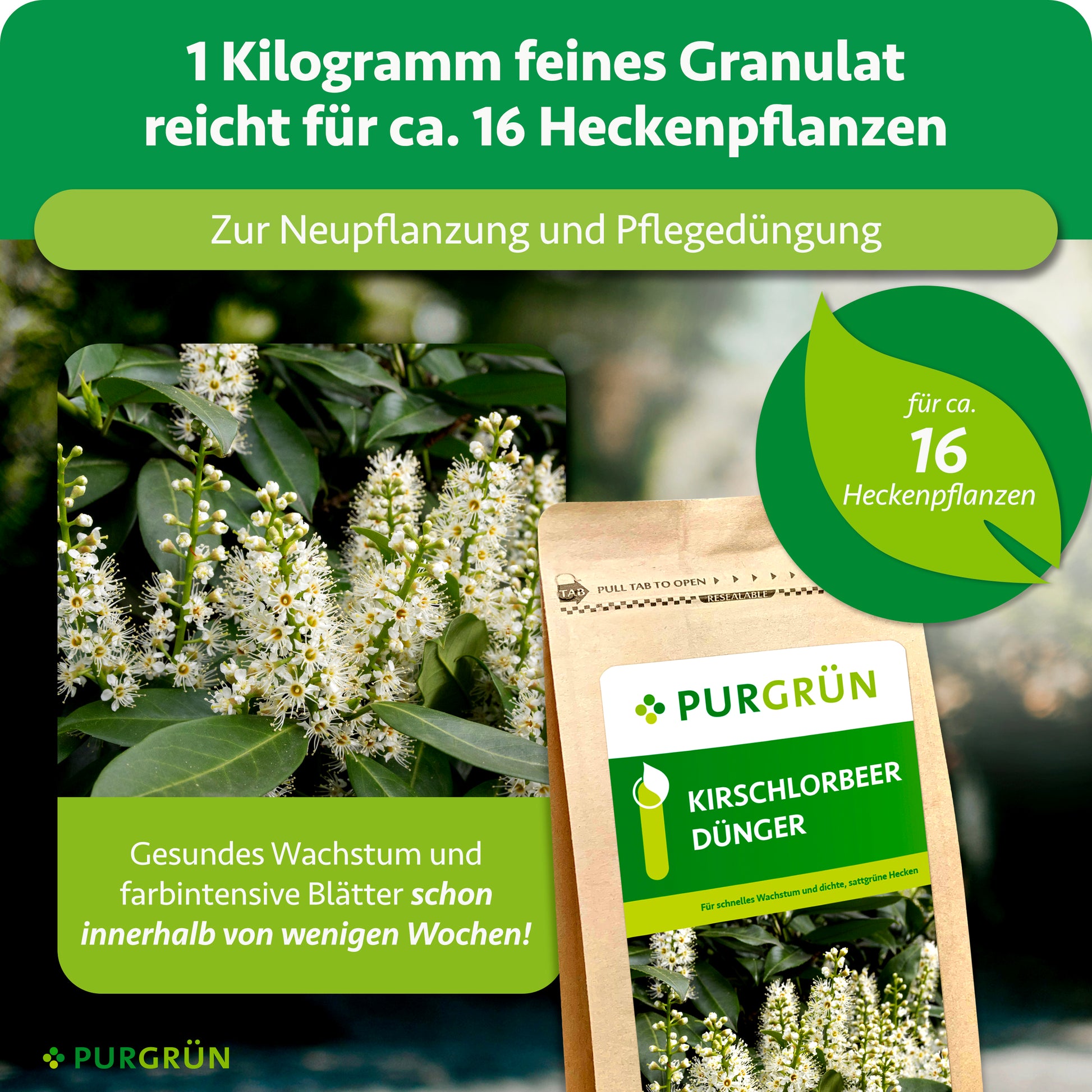 wie kirschlorbeer düngen Purgrün Kirschlorbeer-Dünger 1 kg