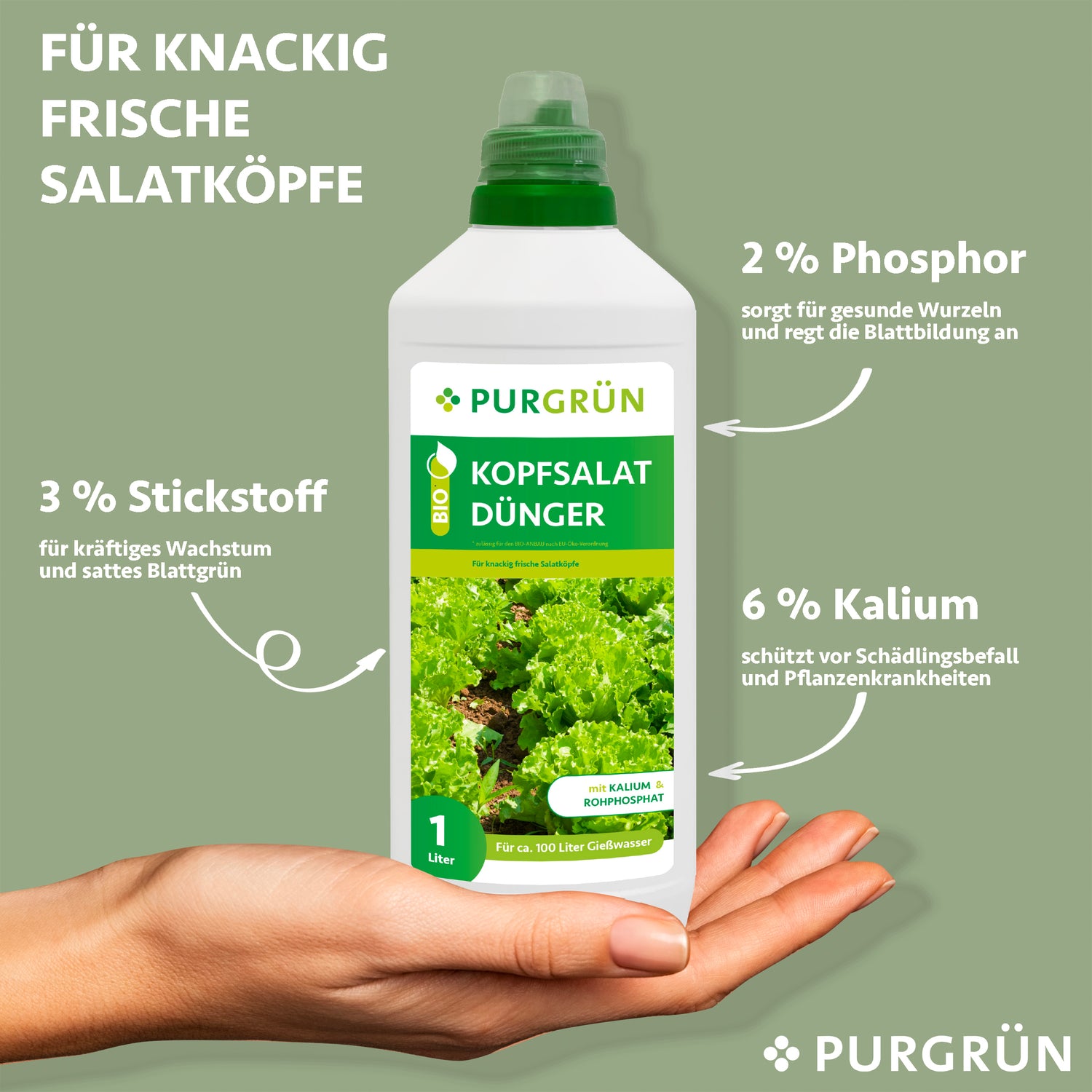 Eine Hand hält eine 1-Liter-Flasche Purgrün Bio-Kopfsalat-Dünger (3 % N, 2 % P, 6 % K), der wichtige Nährstoffe für gesunde Salatpflanzen liefert – ideal für knackige Salatköpfe im Hochbeet-Anbau.