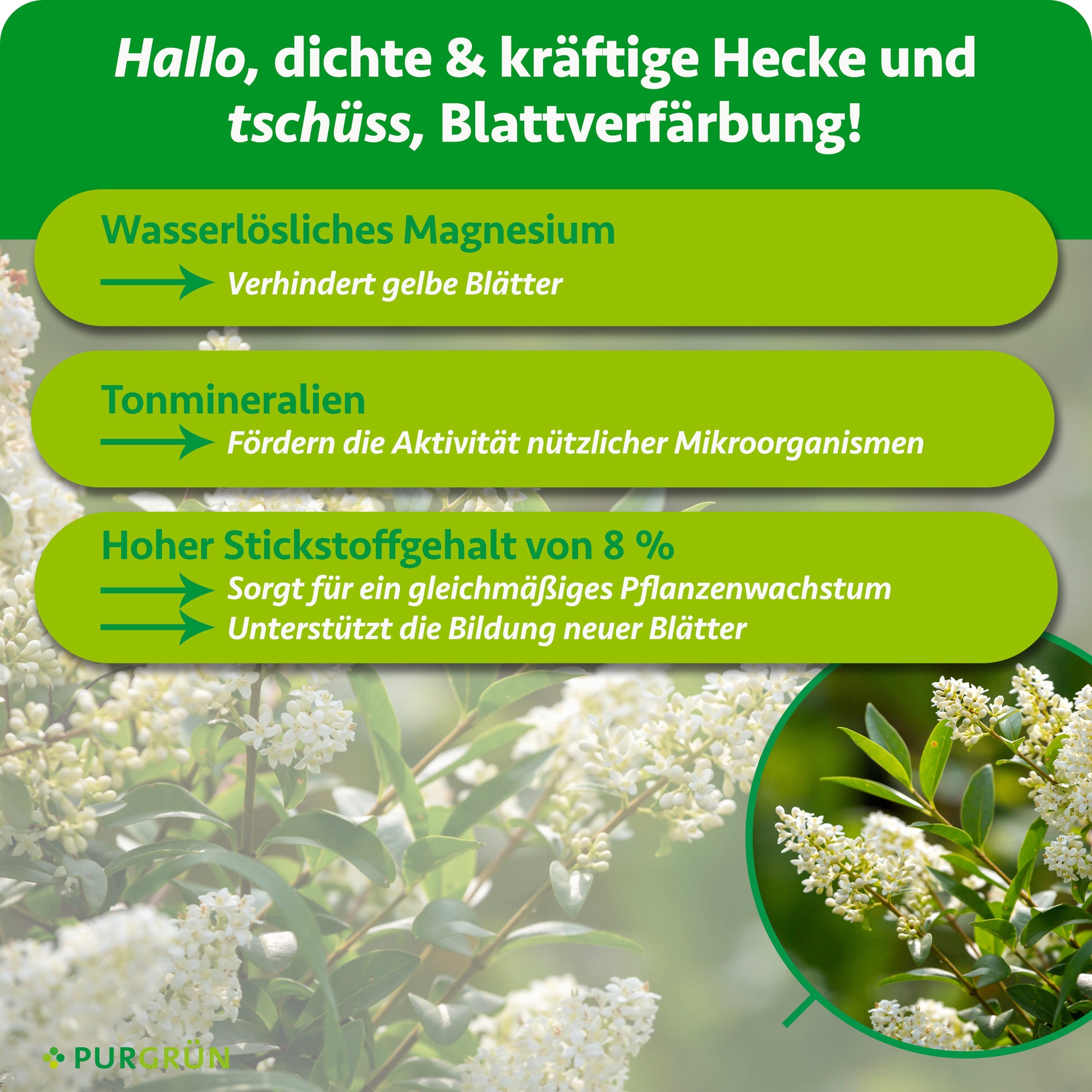 Purgrün Liguster-Dünger 1 kg