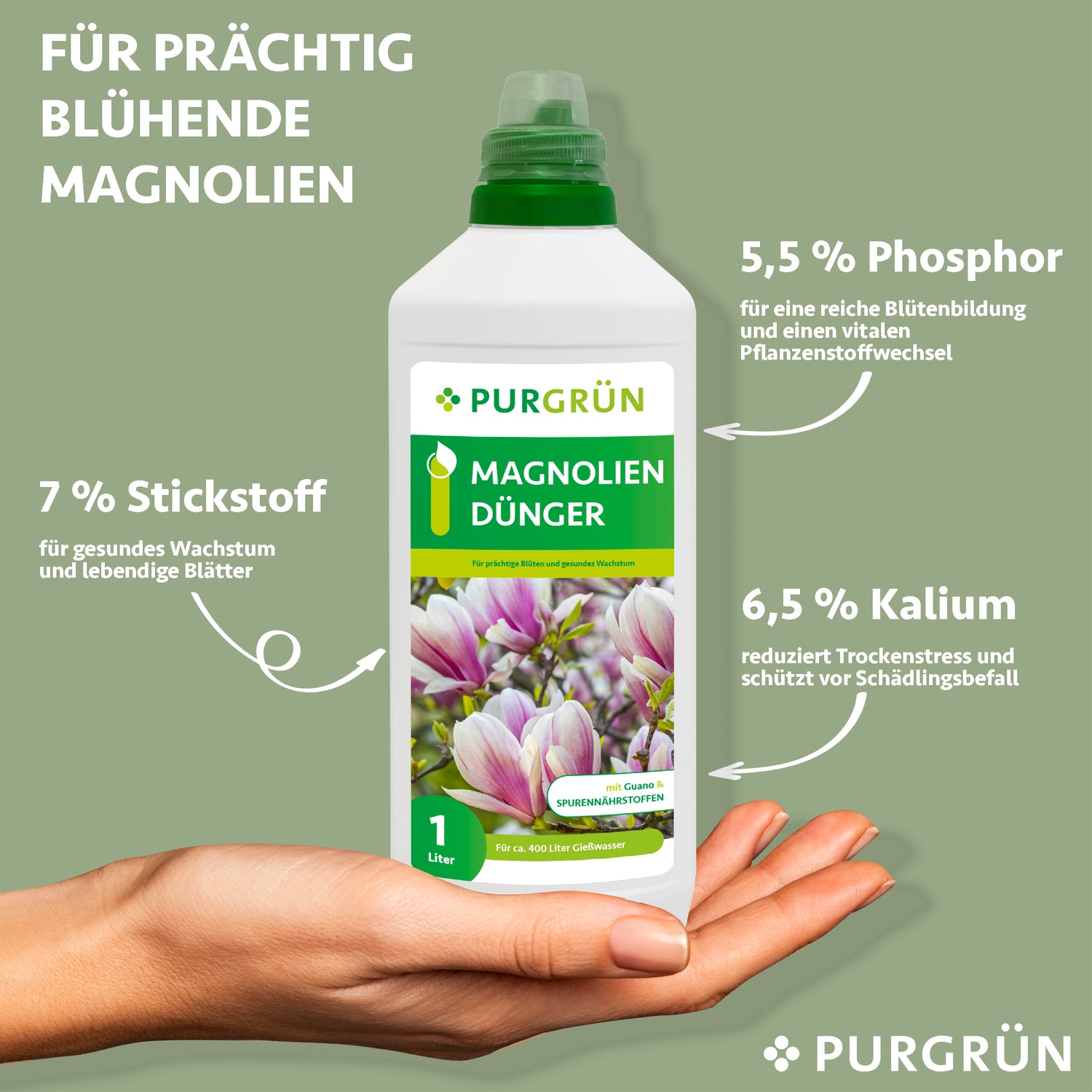 Eine Hand hält eine Flasche Purgrün Magnoliendünger 1 Liter. Der Text hebt 7 % Stickstoff, 5,5 % Phosphor und 6,5 % Kalium hervor, was das Wachstum und die Blütenbildung der Magnolien fördert und ihnen Schutz bietet.