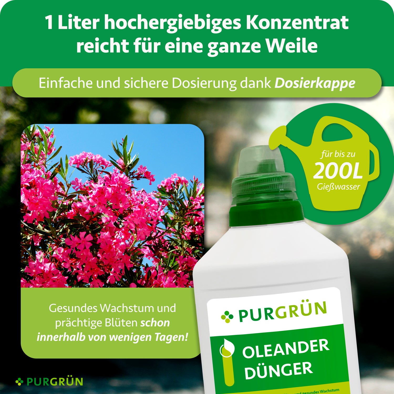 Eine Flasche Purgrün Oleander-Dünger 1 Liter steht vor blühenden rosa Oleanderblüten. Der Text hebt die konzentrierte Formel, die einfache Dosierung, die optimale Pflege und bis zu 200 Liter Lösung für üppige Blüten hervor.