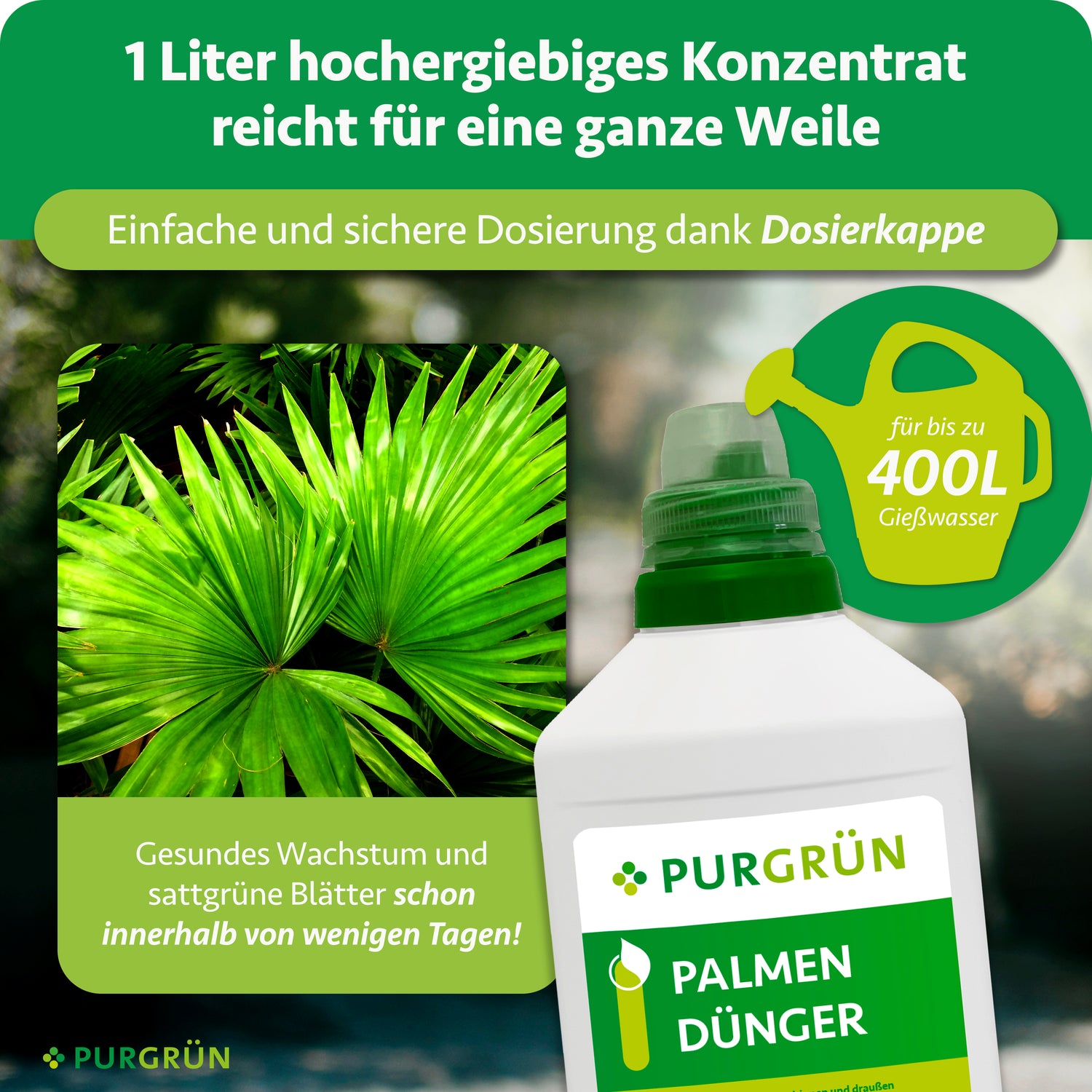 Ein Werbebild für Purgrün Palmendünger 1 Liter zeigt üppige Palmenblätter, eine Gießkanne mit der Aufschrift „für bis zu 400L Gießwasser“ und eine Düngerflasche und unterstreicht die Wirksamkeit des Konzentrats, schnelle Ergebnisse und den idealen Stickstoffgehalt für Palmen.