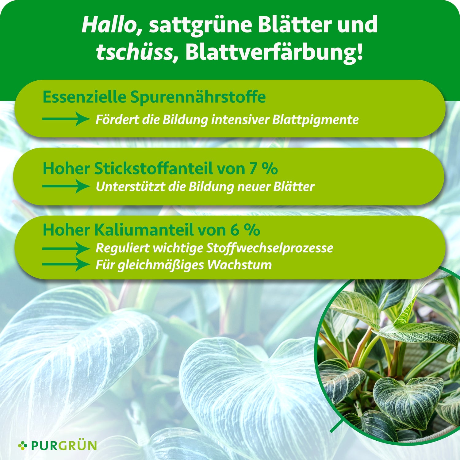 Purgrün Philodendron-Dünger 1 Liter