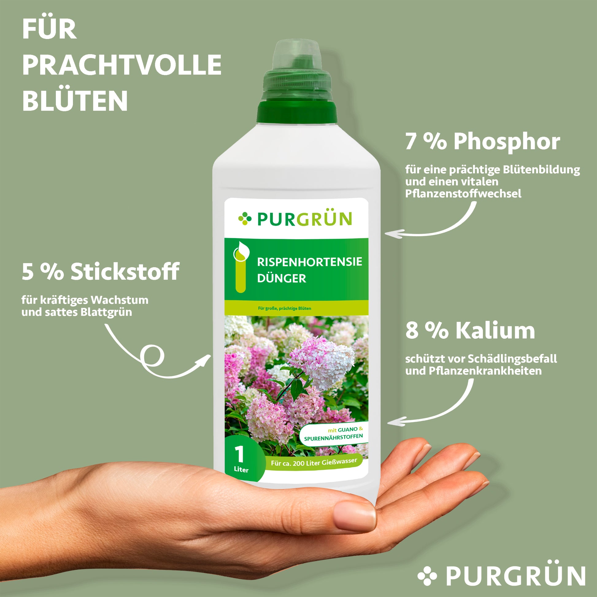 Eine Hand hält eine 1-Liter-Flasche Purgrün Rispenhortensie-Dünger mit 5% Stickstoff für das Wachstum, 7% Phosphor für große Blüten und 8% Kalium für den Schutz. Auf grünem Hintergrund ist "Für prachtvolle Blüten" zu lesen.