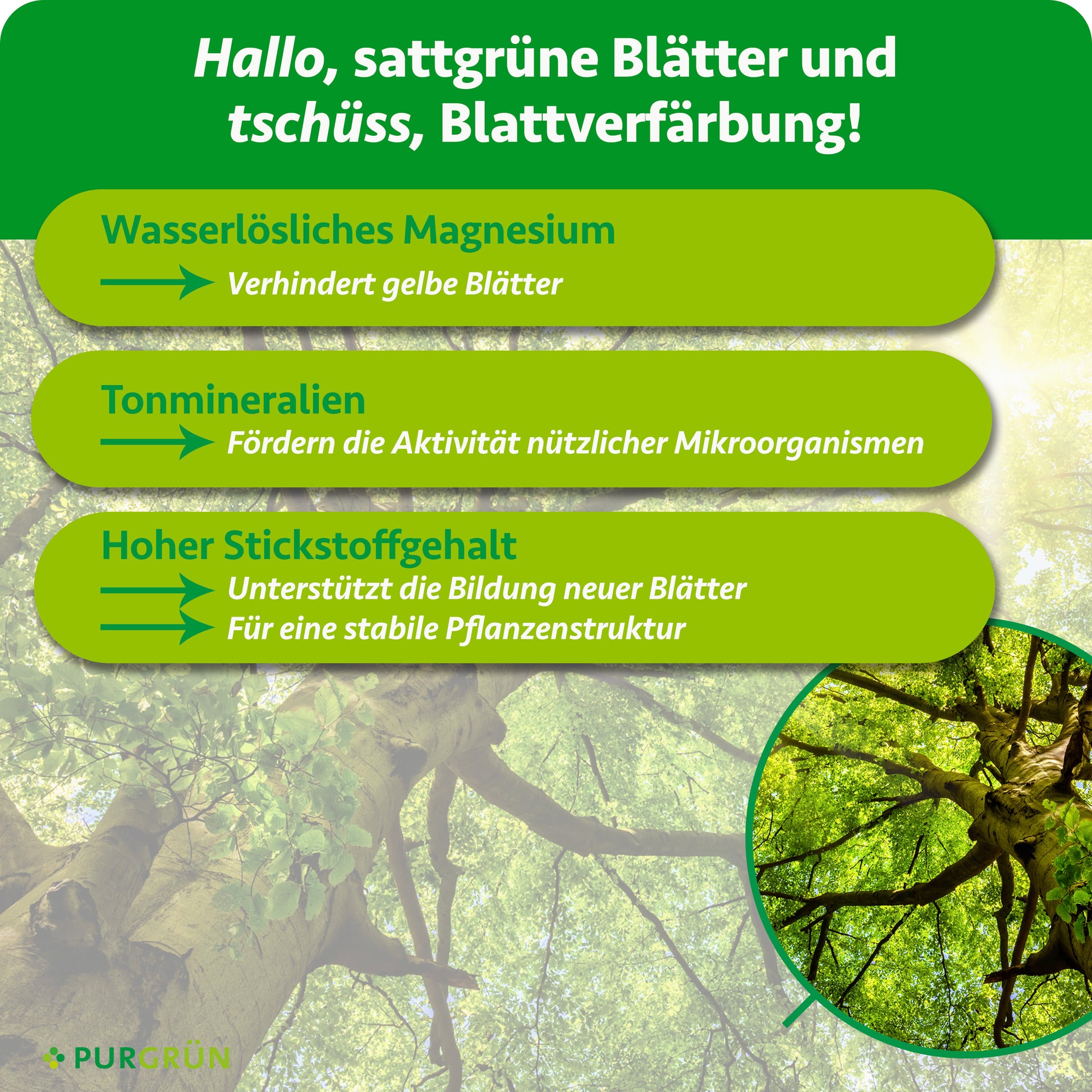 Purgrün Rotbuche-Dünger 1 kg