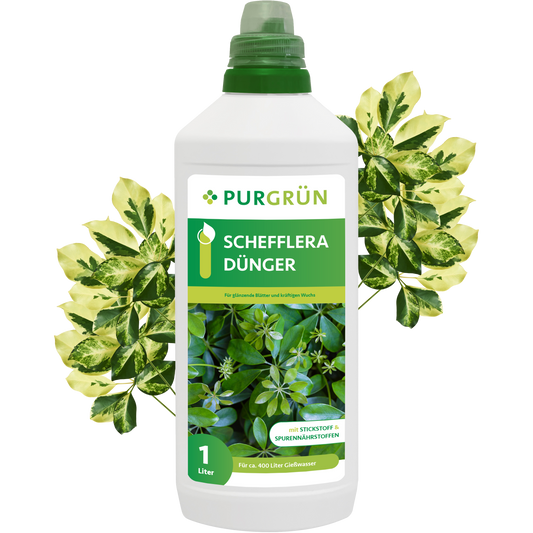 Schefflera-Dünger 1 Liter